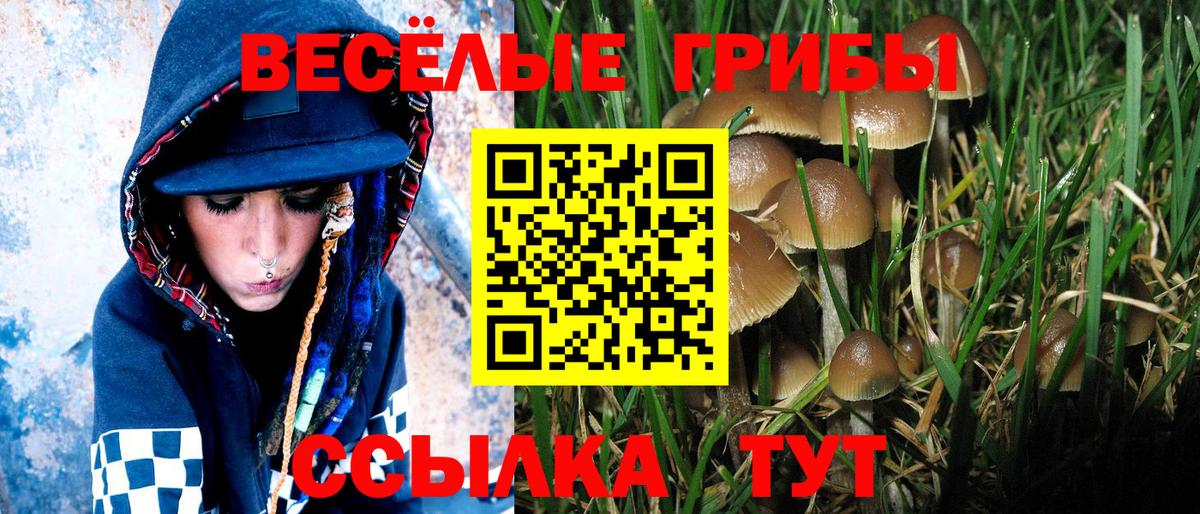 Галлюциногенные грибы Cubensis Обь